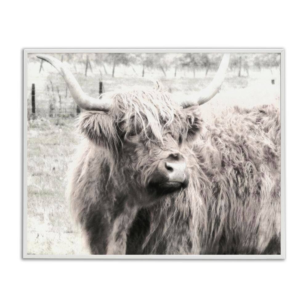 Highland Cow Gazing Portrait by Graffi*tee Studios White Framed Animal Giclee Art Print 11 in. x 14 in. price history on PriceWatchPro