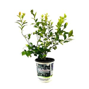 2.5 Qt. Blue Jay Blueberry Live Plant with Sweet, Large Berries