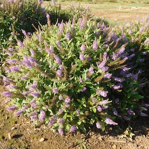 2 Qt. Bloomables Dapper Lavender Buddleia Butterfly Bush with Light Purple Flowers in Stadium Pot