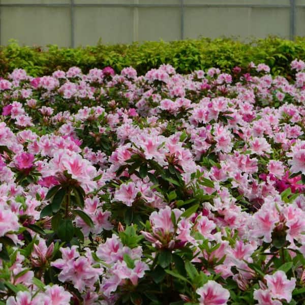 3 Gal. Encore Autumn Twist Azalea Evergreen Shrub with Pink and