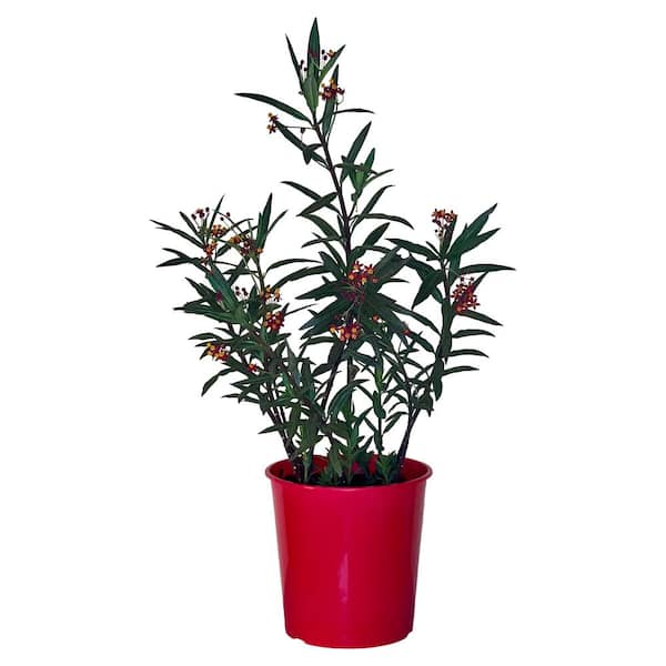 1.5 Gal Asclepias (Butter Fly Weed) Red Flower Plant in 8.25 in. Grower's Pot