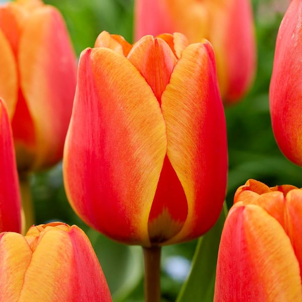 Tulips Apeldoorns's Elite (Set of 12) Bulbs