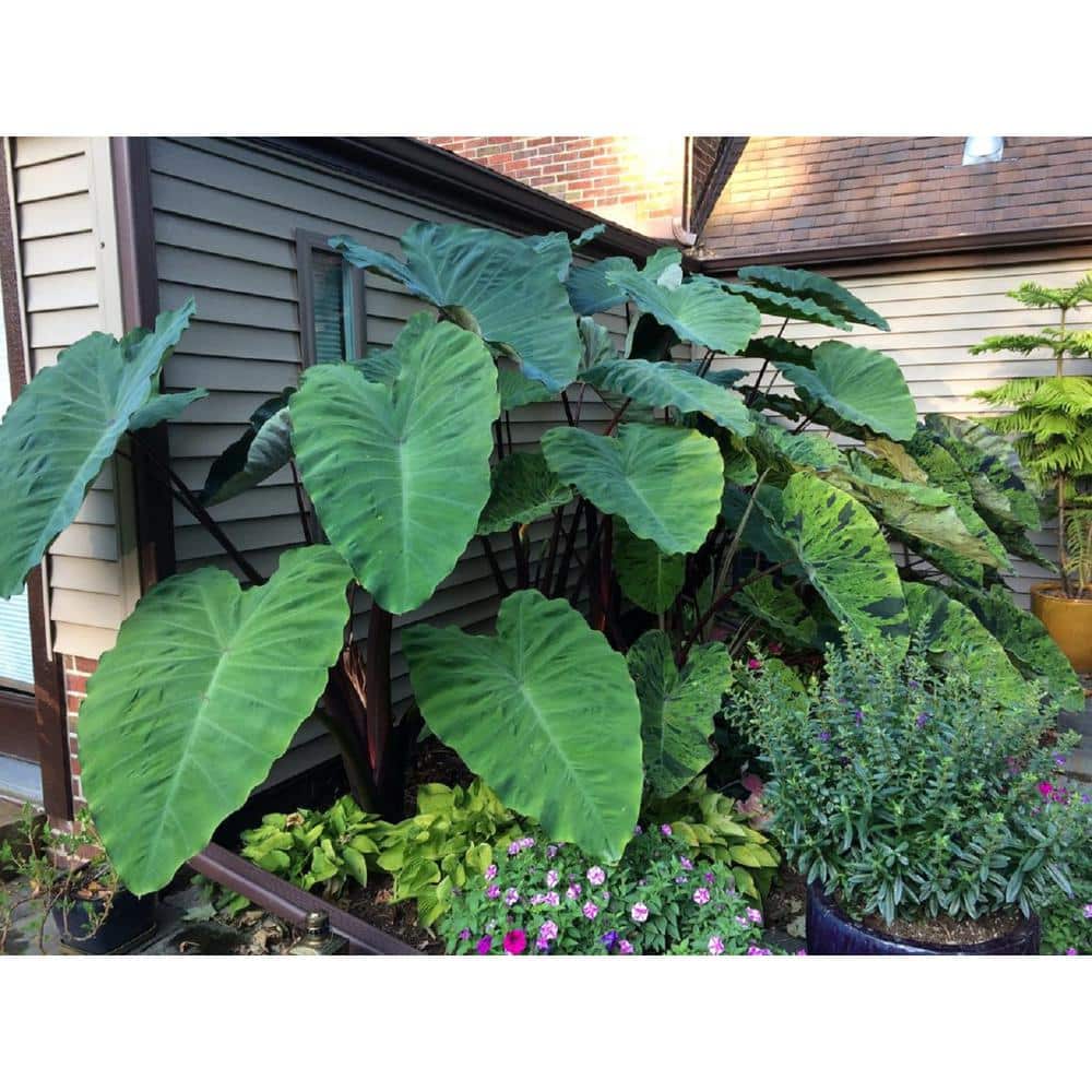 PROVEN WINNERS 1 Gal. Royale. Heart of the Jungle Elephant's Ear Live  Annual Plant, Green Foliage (1-Pack) CLCPRW1047100 - The Home Depot