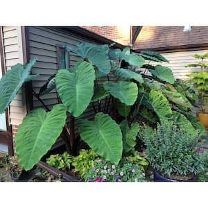 1 Gal. Royale. Heart of the Jungle Elephant's Ear Live Annual Plant, Green Foliage (1-Pack)