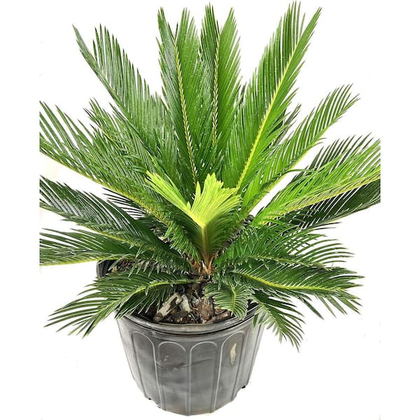 Sago Palm-Live Plant in an 10 Inch Pot-Cycas Revoluta-Beautiful Clean Air Indoor Outdoor Houseplant
