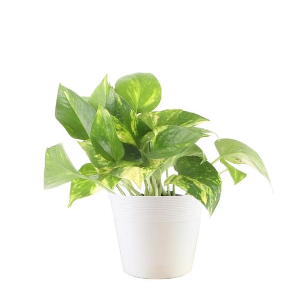 Vigoro 6 in. Pothos Plant in White Decor Plastic Pot 1 ...