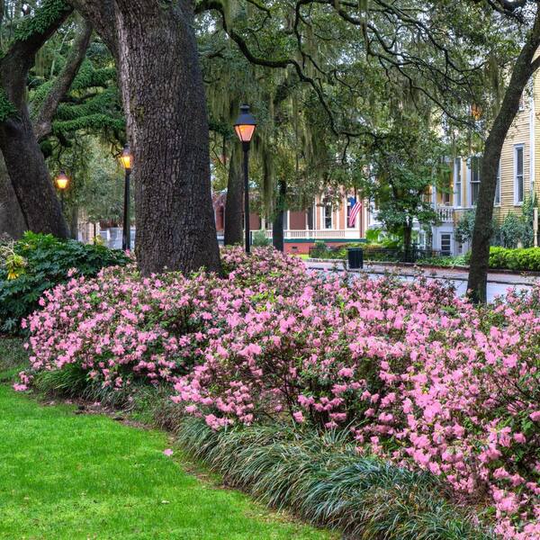 national PLANT NETWORK 3 gal. Native Azalea Varnadoes Pink Phlox