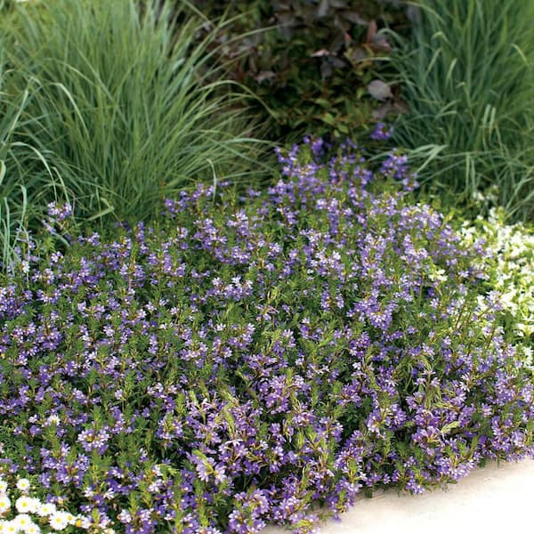 PROVEN WINNERS 4.25 in. Eco+Grande Whirlwind Blue Fan Flower (Scaevola) Live Plant, Blue-Purple Flowers (4-Pack)