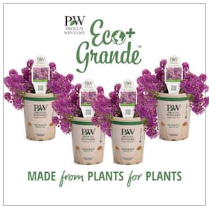 4.25 in. Eco+Grande, Violet Knight Sweet Alyssum (Lobularia), Live Plant, Purple Flowers (4-Pack)