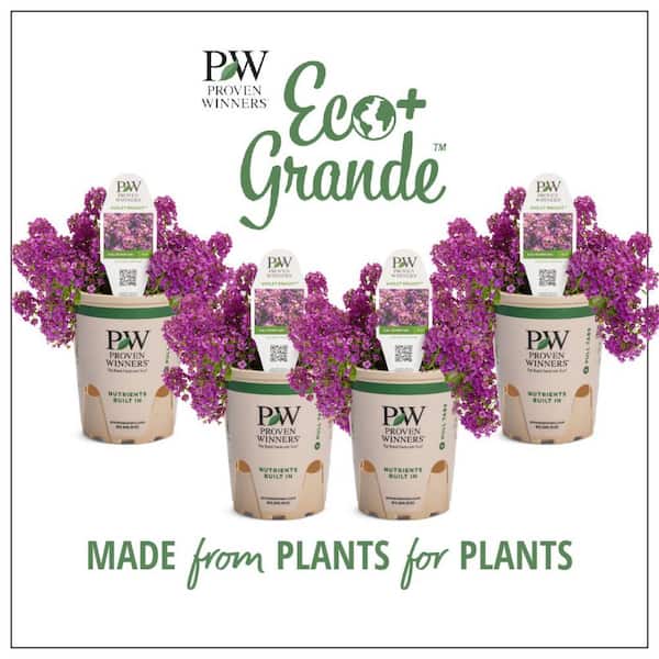 PROVEN WINNERS 4.25 in. Eco+Grande, Violet Knight Sweet Alyssum (Lobularia), Live Plant, Purple Flowers (4-Pack)