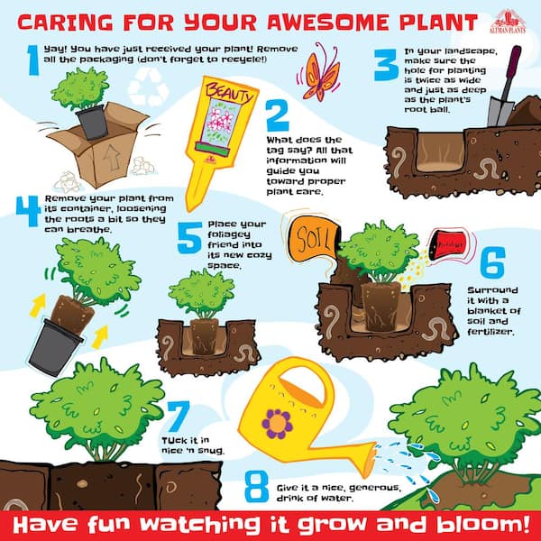 Lone Star Growers Silverado Sage (Leucophyllum) Flowering Outdoor Plant Garden Perennial in 8 qt. Grower Pot