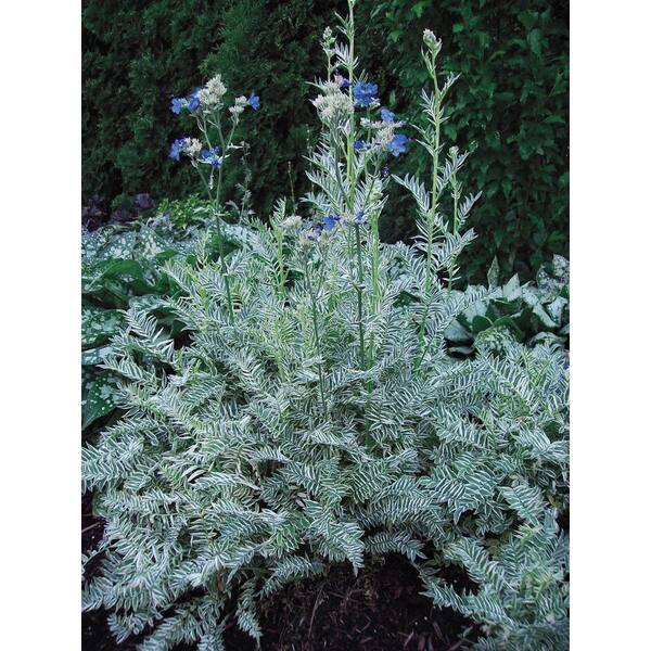 Gardens Alive! 1 Gal. Pot, Touch of Class Jacob's Ladder Potted Perennial Plant (1-Pack)