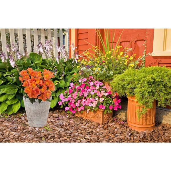 Unbranded. 2.5 qt. Alstroemeria 'Colorita Amina' Perennial Plant