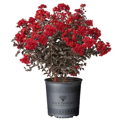 2.25 Gal. Best Red Crape Myrtle Tree with Red Flowers