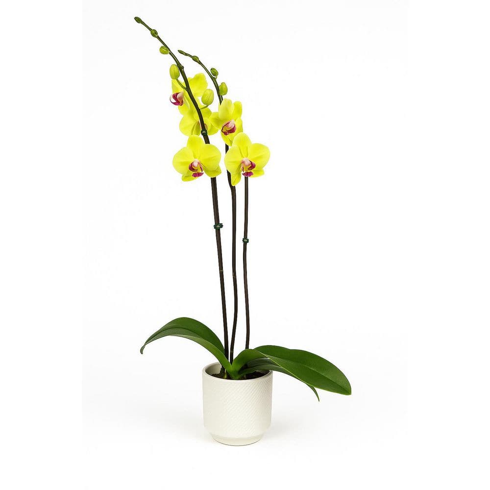 orchids-pha-orchid-tall-