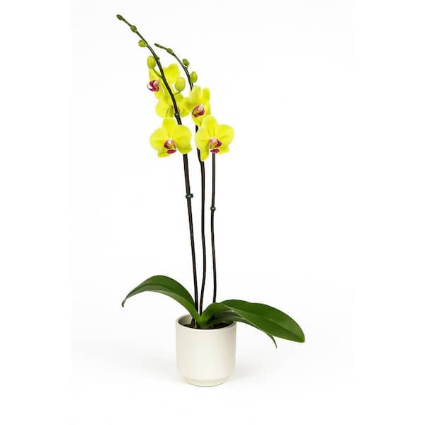 Unbranded PHALAENOBSIS ORCHID TALL PLANT IN  CERAMIC VASE
