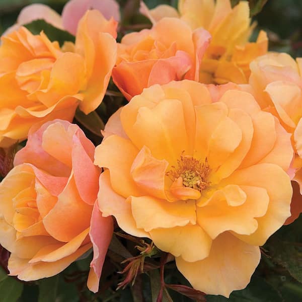 VAN ZYVERDEN Roses - Tequila (1 Root Stock)
