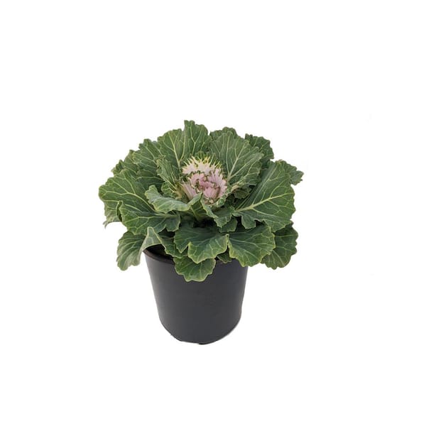 Unbranded 2.5 Qt. Annual Ornamental Cabbage Pigeon Victoria (2-Pack)