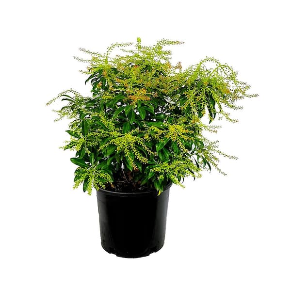 2.25 Gal. Dorothy Wycoff Pieris Live Shrub
