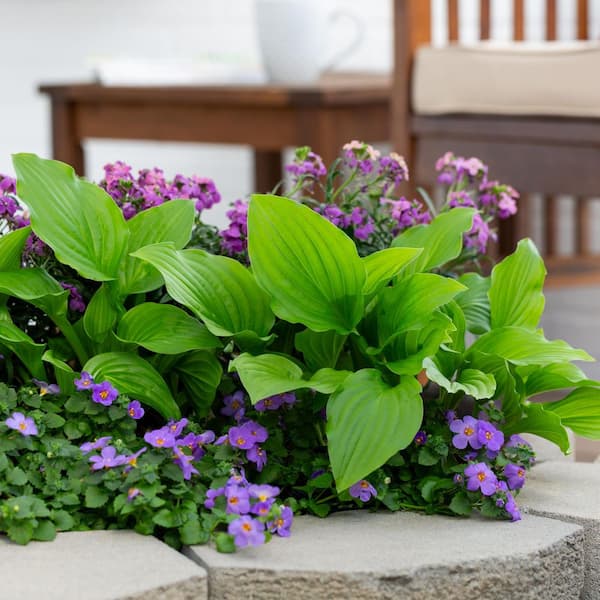 METROLINA GREENHOUSES 1.5 Pt. Hosta Plantain Lily Invincible Green  Perennial Plant (5-Pack) 79822 - The Home Depot