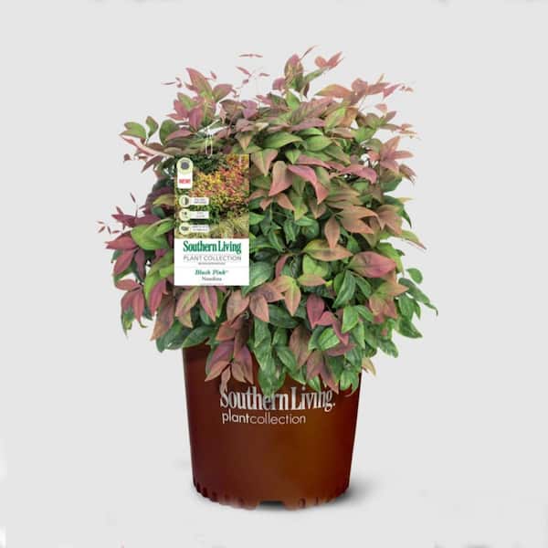 2 Gal. Blush Pink Nandina, Live Evergreen Shrub, Pink to Red Blushing Foliage