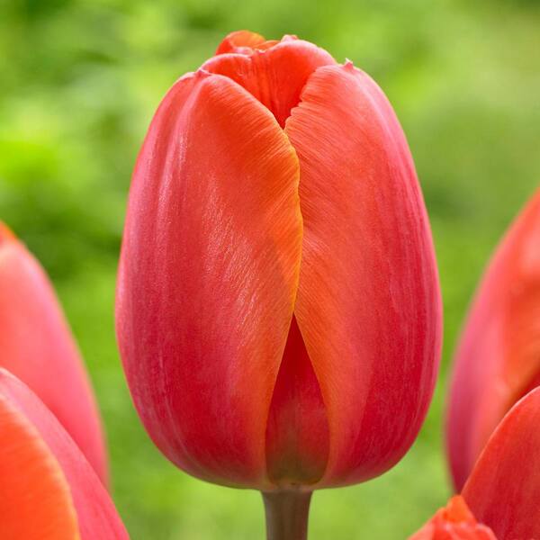 Longfield Gardens Tulip Ad Rem Bulbs (25-Pack)