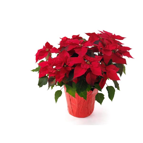 BELL NURSERY 10 in. Red Poinsettia Live Holiday Plant