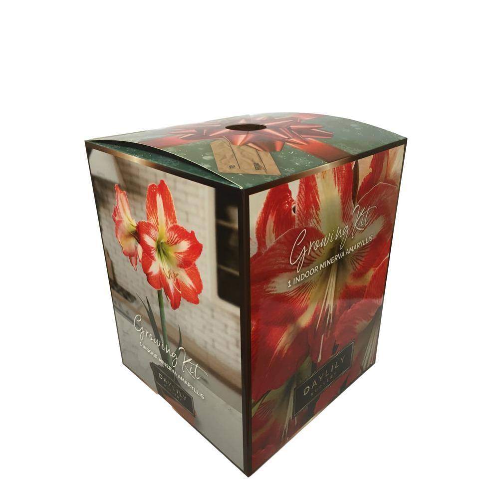 Minerva Amaryllis Bulb Kit with Red Blooms and Plastic Pot
