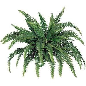 Larksilk Boston Fern Plant 48 in. Wide with 60 Silk Fronds UV Resistant Artificial Greenery for Home Decor