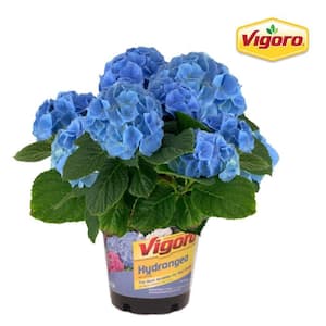 1 Gal. Brestenburg Hydrangea Live Shrub with Blue Flowers