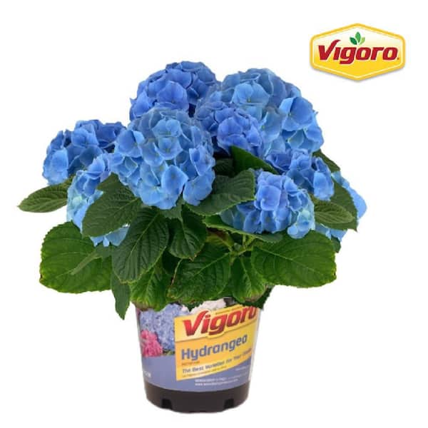 Vigoro 1 Gal. Brestenburg Hydrangea Live Shrub with Blue Flowers