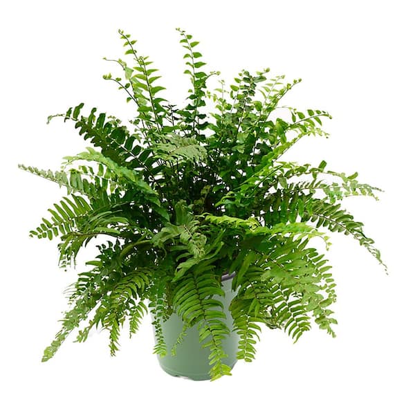 2 qt. Macho Fern Plant