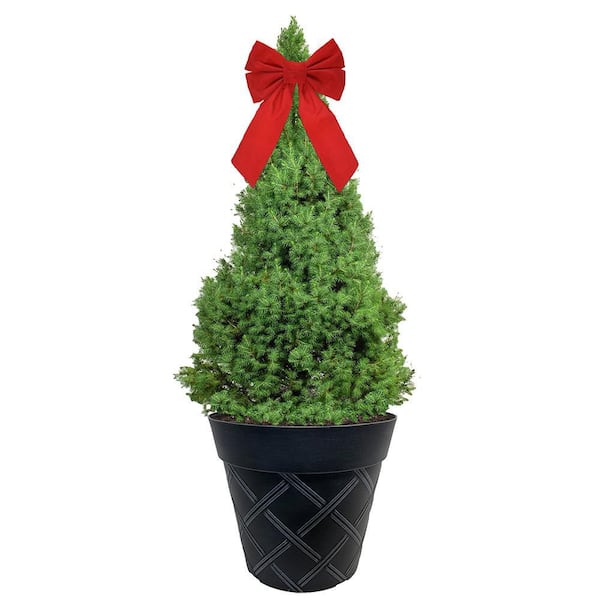 Unbranded 3 Gal. Dwarf Alberta Spruce Shrub in Decorative Pot and Bow with Dense Green Needle Like Foliage