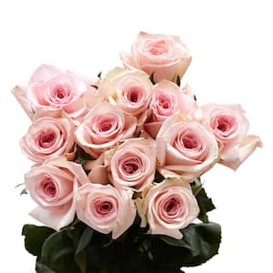 12 Stems Fresh Cut Pink Roses (1-Dozen)