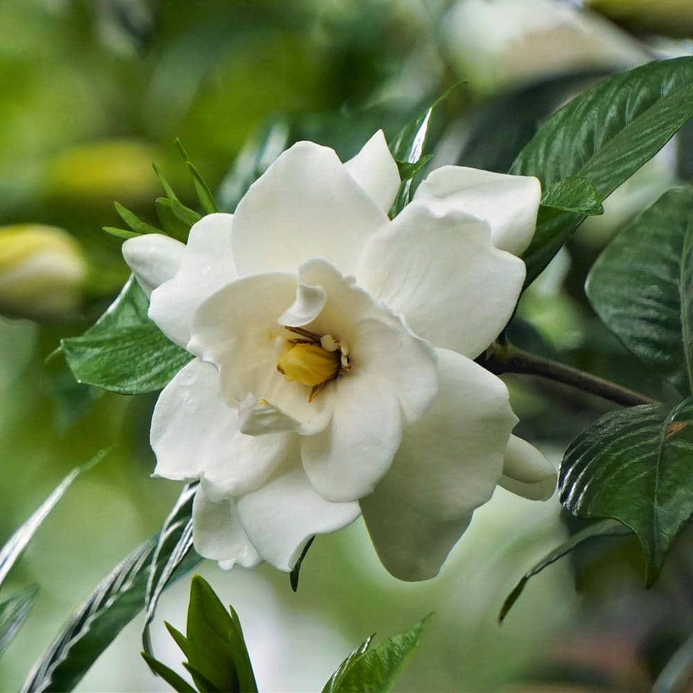 3 Gallon White Gardenia Aimee Evergreen Shrub