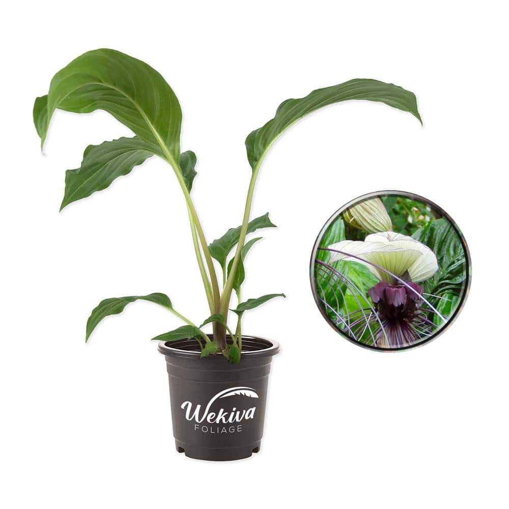 Wekiva Foliage White Bat Flower Live Plant in a 4 in. Pot Not in