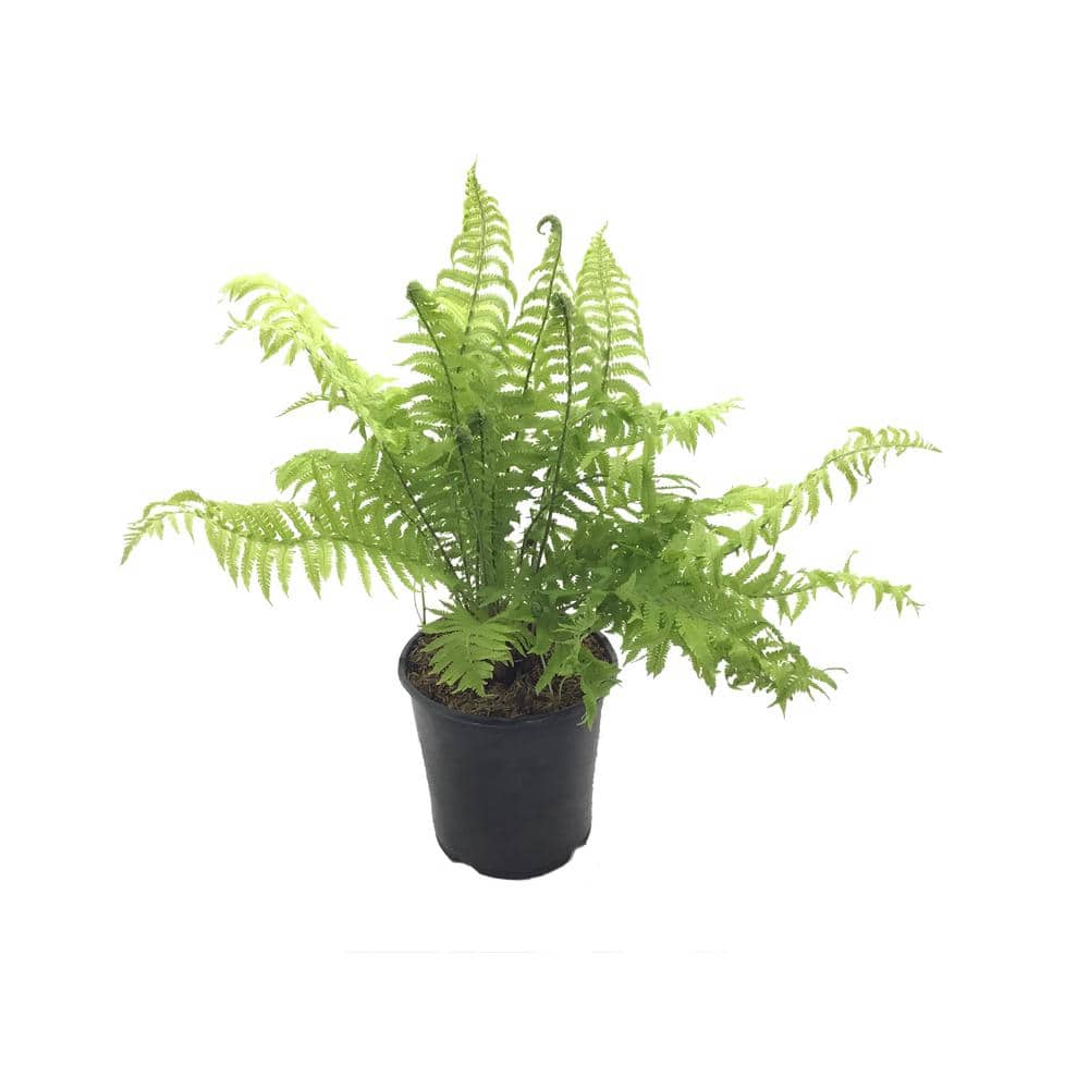 Ostrich Fern (Live Plant)