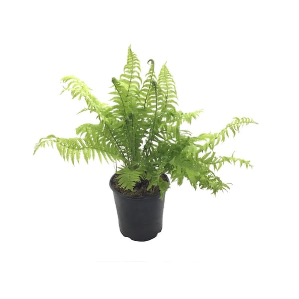 Unbranded Ostrich Fern (Live Plant)