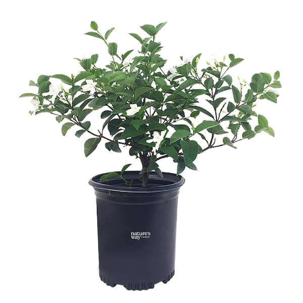 NATURE'S WAY FARMS Jasmine Asian Snow Live Outdoor Plant in