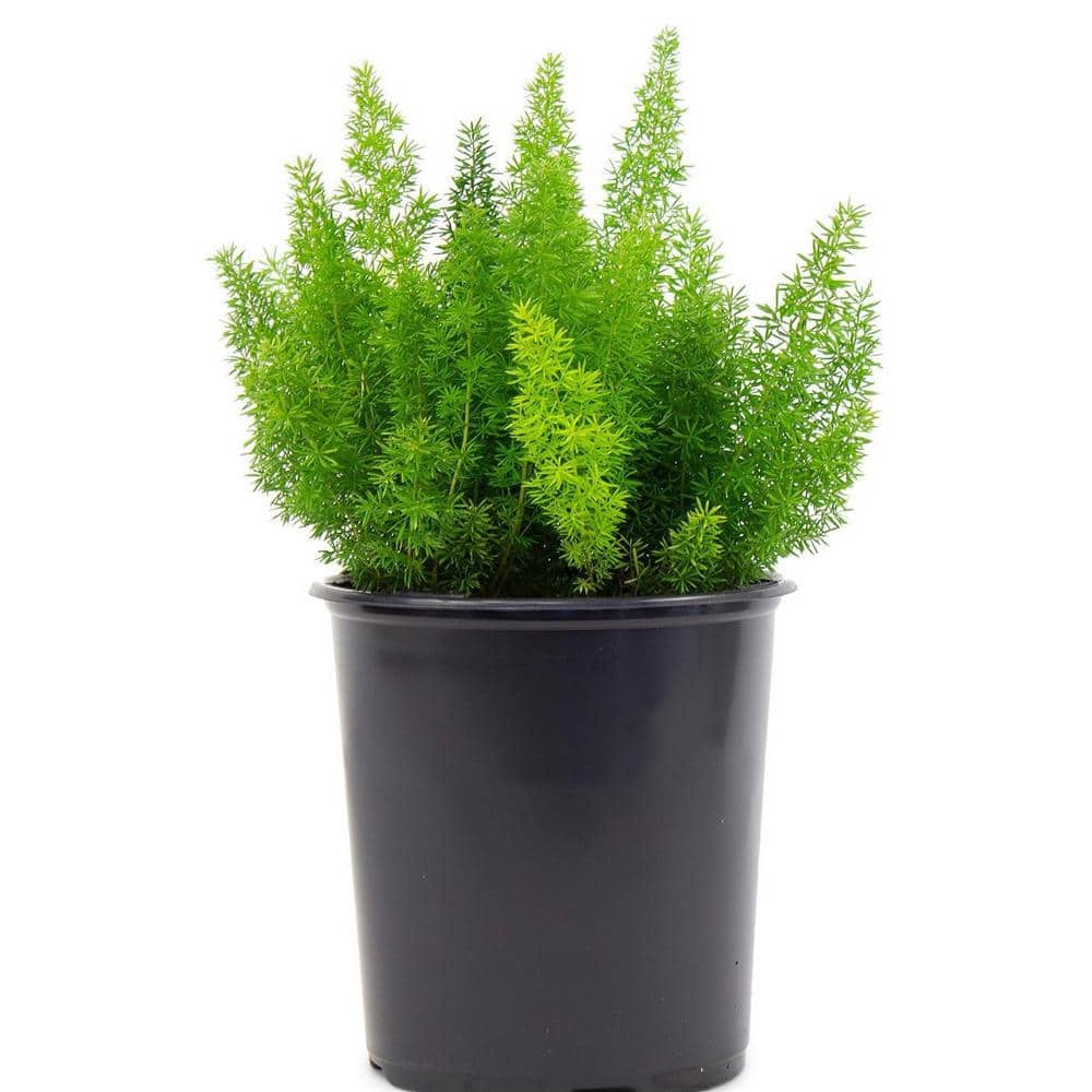 2.5 Qt. Foxtail Fern in 6.33 in. Growers Pot price history on PriceWatchPro
