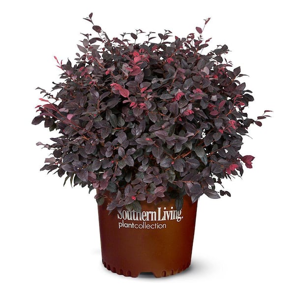 2 Gal. Red Diamond Midsize Loropetalum, Evergreen Shrub with Purple Foliage, Red Ribbon Blooms