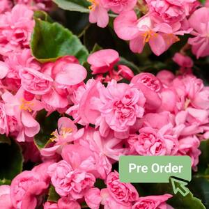 Begonia - Outdoor Plants - Garden Center - The Home Depot