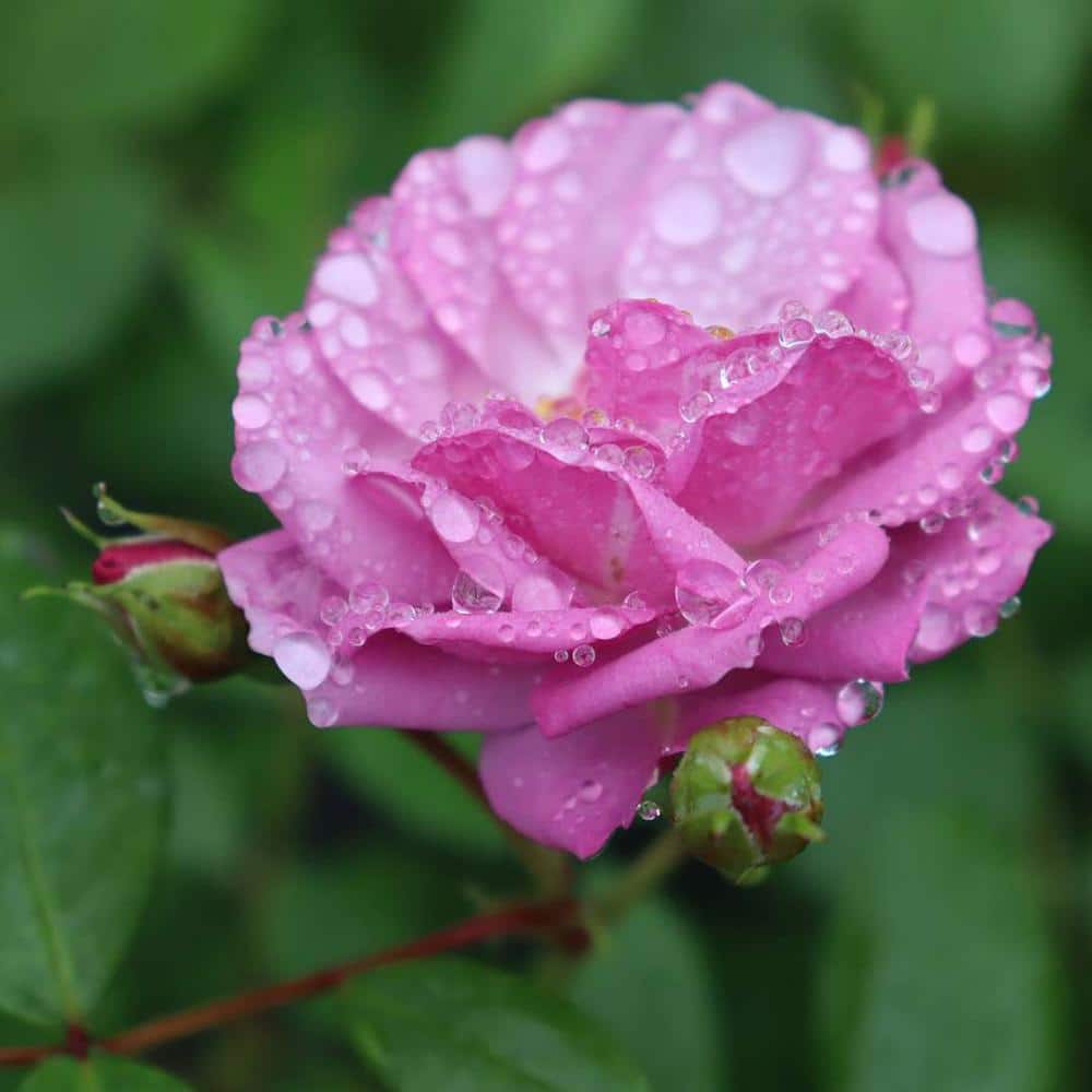 PROVEN WINNERS 4.5 in. Quart Rise Up Lilac Days Rose (Rosa), Live