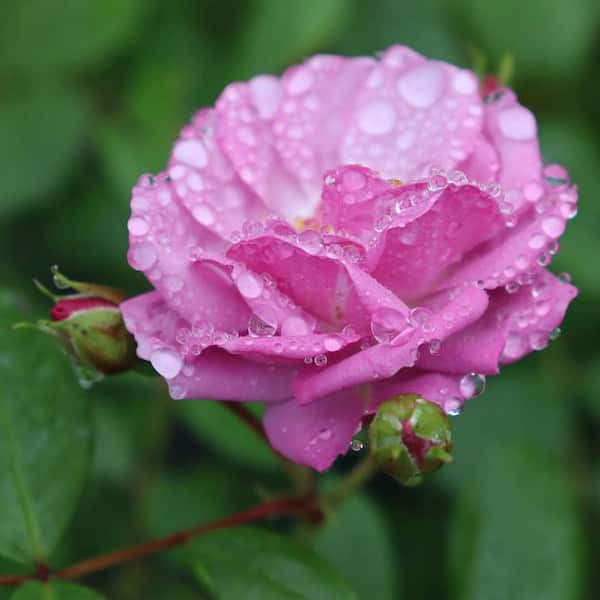 PROVEN WINNERS 4.5 in. Quart Rise Up Lilac Days Rose (Rosa), Live Plant, Shrub, Purple Flowers
