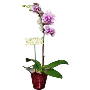 Mothers Day Orchid Plant in 4 in. Grower Pot with Red Wrap