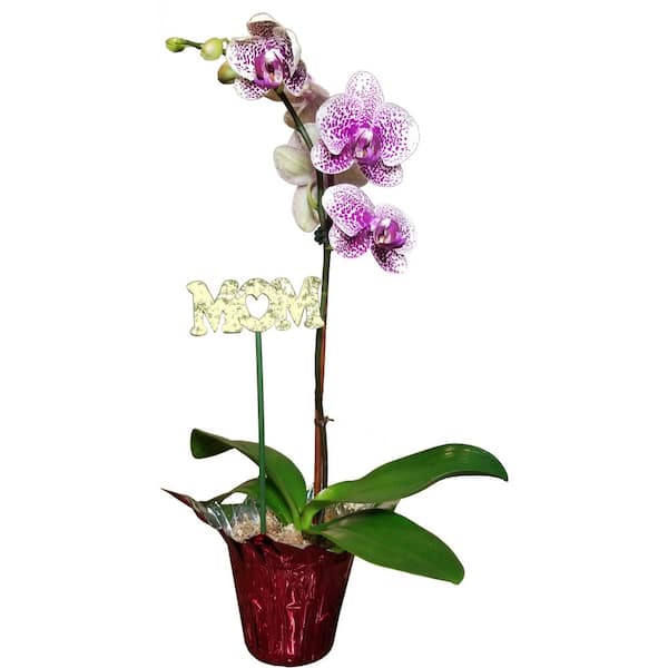 Unbranded Mothers Day Orchid Plant in 4 in. Grower Pot with Red Wrap
