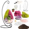 Creations by Nathalie DIY Terrarium Kit with Live Succulent, Glass