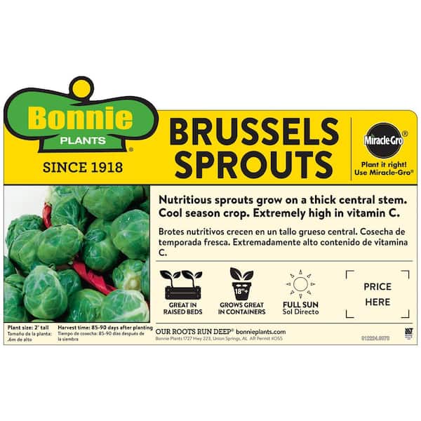 1.19 qt. Brussels Sprouts Plant (6-Pack)