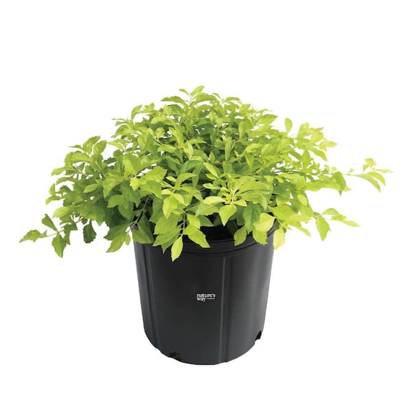 Duranta Gold Mound Live Outdoor Plant in Growers Pot Average Shipping Height 2-3 Ft. Tall