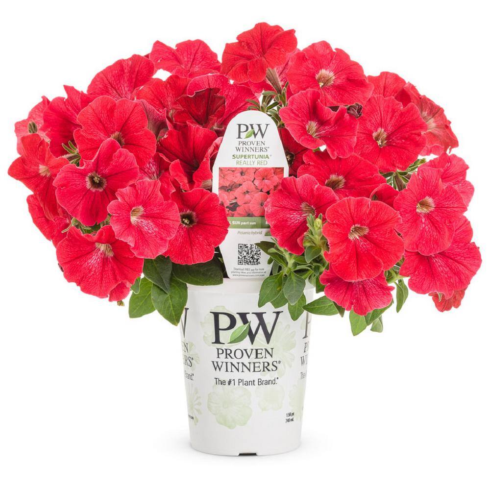 PROVEN WINNERS 4.25 in. Really Red Supertunia (Petunia) Live Annual ...